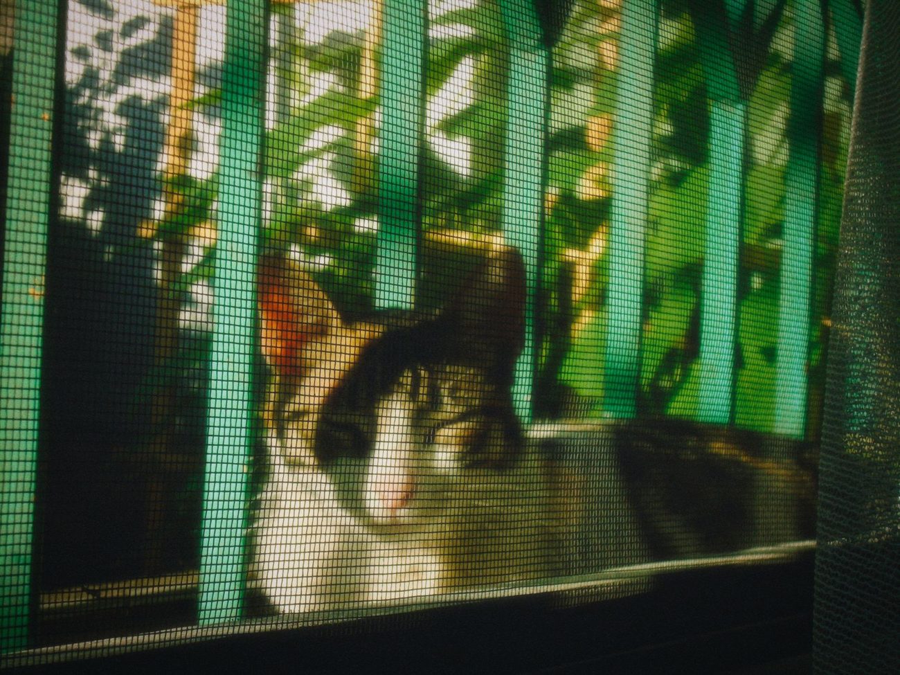 Re-Screening Six Windows Before Mosquito Season