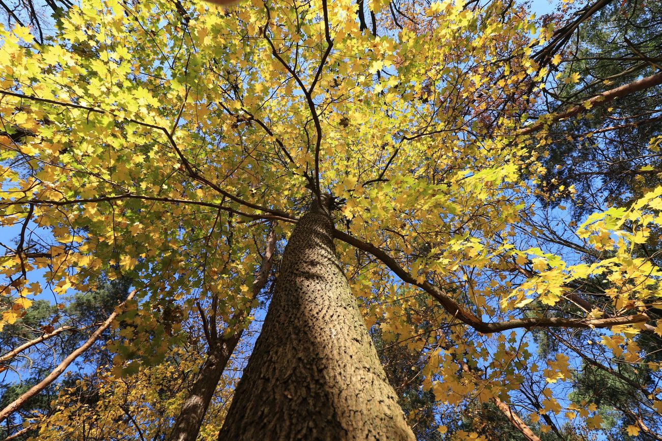 Silver Maple Helicopters, Clogged Gutters and an Arborist's Opinion