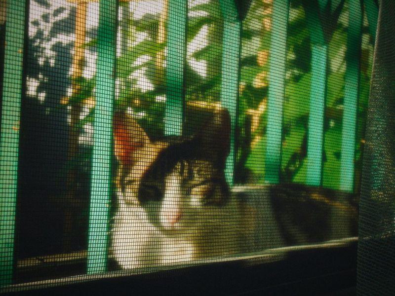 Re-Screening Six Windows Before Mosquito Season